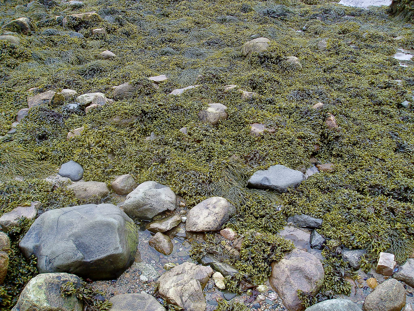 Bladderwrack (Fucus Spiralis) Grows High Up in the Intertidal Zone