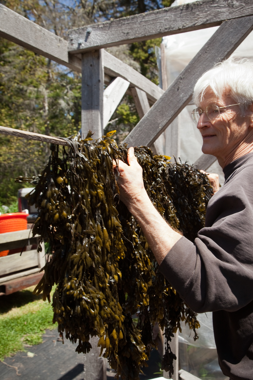 Bladderwrack, Hung up to Dry in Early May