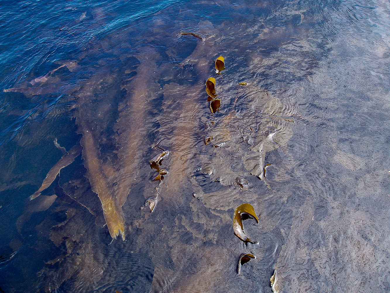 Kelp Bed Near the Surface at Dead Low Tide