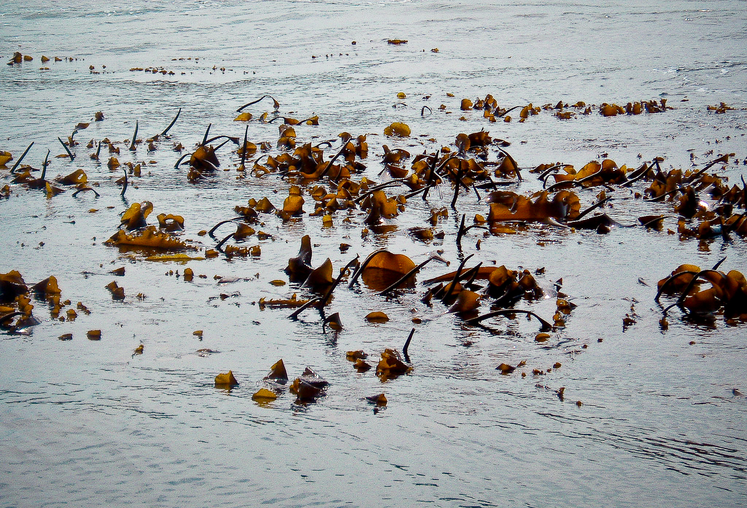 Kelp Bed, Very Low Tide, Midway Through the Harvest Process