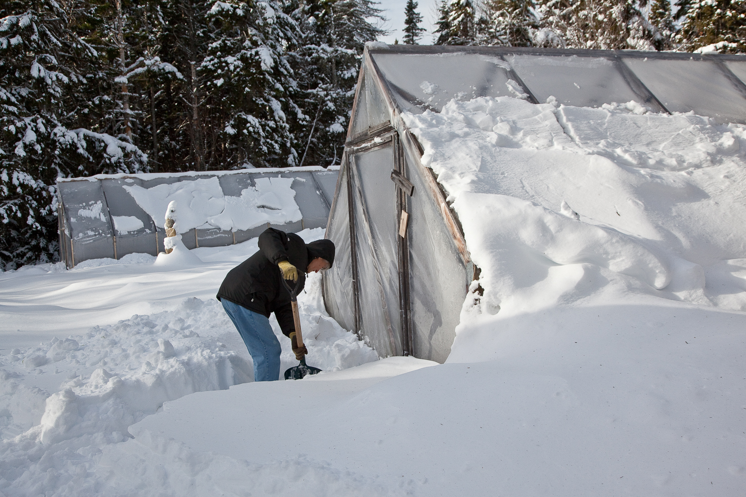 Shoveling a Path to the Greenhouse