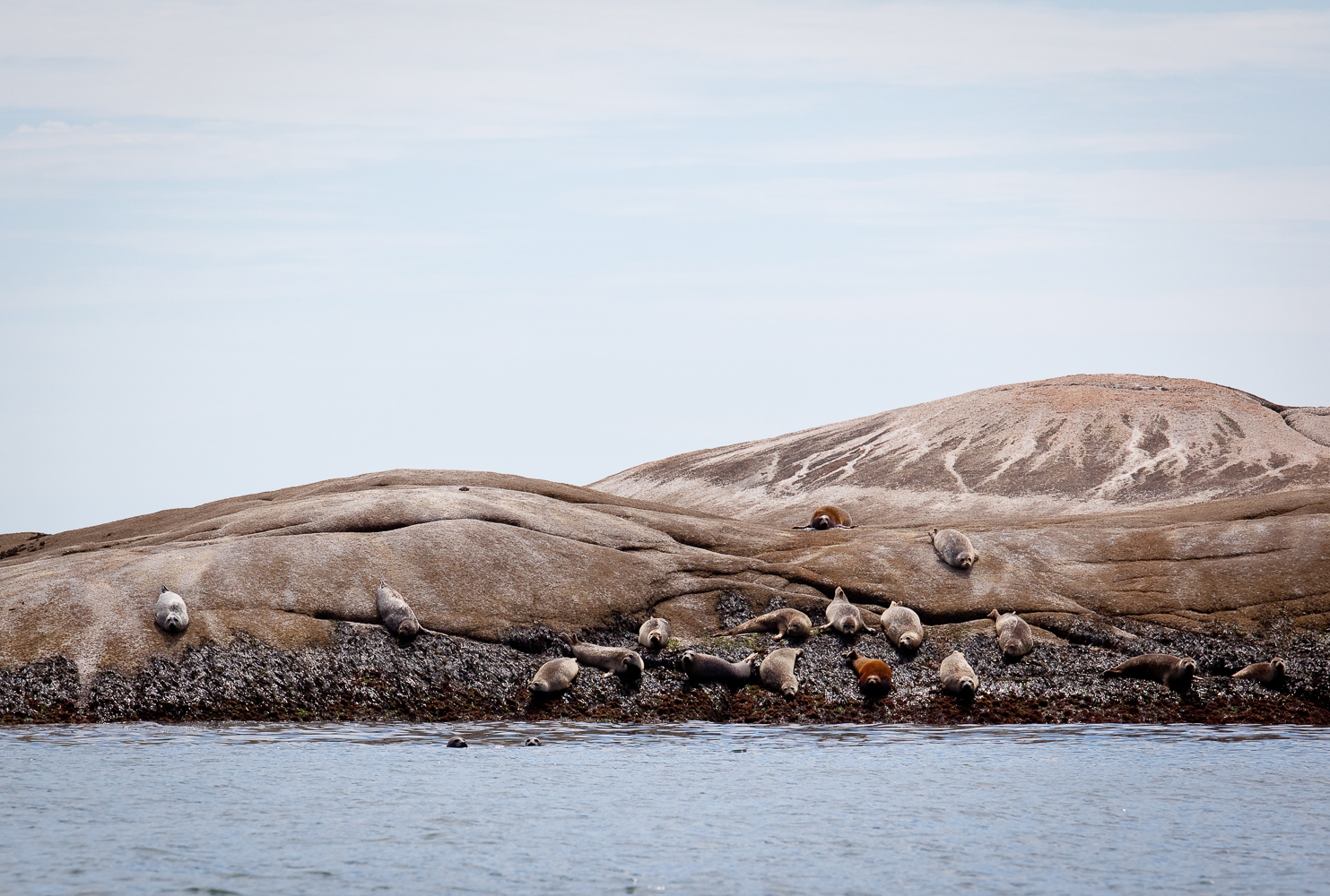Seal colony on Bonny Chess Island