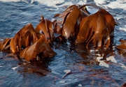 Digitata Kelp at Low Tide