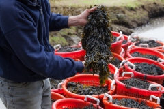 Bladderwrack in Bushels