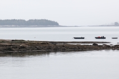 Bladderwrack Ledge