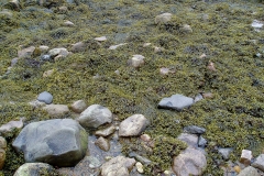 Bladderwrack (Fucus Spiralis) Grows High Up in the Intertidal Zone