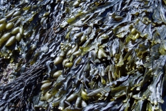 Bladderwrack