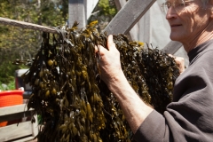Bladderwrack, Hung up to Dry in Early May