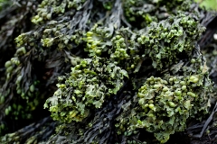 Dried Bladderwrack