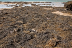Rockweed, Ascophyllum Nodosom
