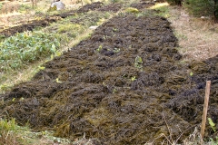 Sheet Mulching with Rockweed