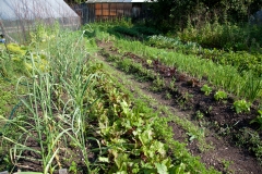 The Summer Garden