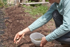 Scattering Rockweed Fertilizer in the Seed Furrow