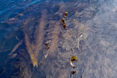 Kelp Bed Near the Surface at Dead Low Tide