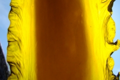 Spore Band on Kelp, Backlit by the Sun