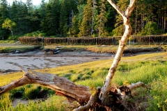 A Day's Work: A Ton of Kelp Dries Outdoors