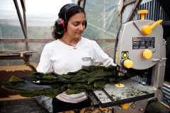 Cutting Kelp to 8" Lengths