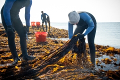 Harvesting Alaria in June or "Giving a Rock a Haircut"