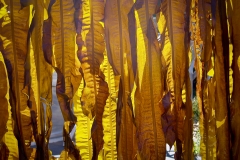 Golden Yellow Alaria, June