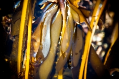 Alaria Sporophylls