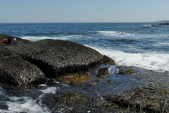 Dulse Ledges and Crevices
