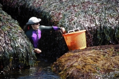 Dawn Wading a Dulse Crevice
