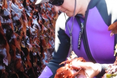 Picking Dulse
