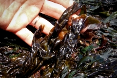 Nori is a Rare Little Plant