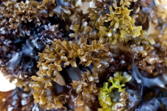 Irish Moss