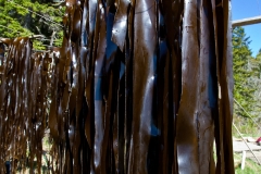 Digitata Hanging Up to Dry