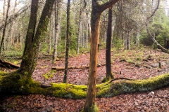 Survivor Tree