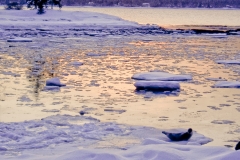 Cove with Seal at Sunset