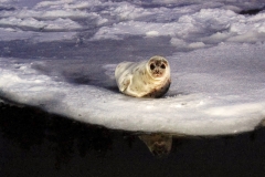 Seal Closeup
