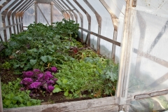 Greens in Winter Greenhouse