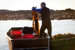 Transferring Digitata from Punt to Bushels in Container Boat