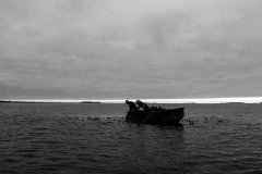 Gray Dawn Harvest for Kelp