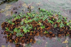 Sea Lettuce and Irish Moss