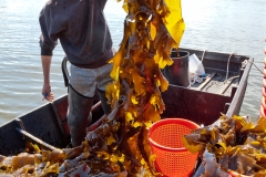 Kelp to Baskets