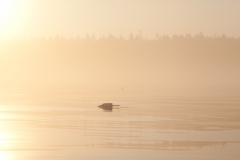 Lost in the Fog
