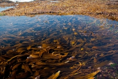 Tide Pool, Little Ledge