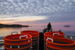 Sunrise Harvest for Alaria