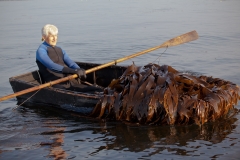 Rowing a Puntload of Digitata to the Container Boat
