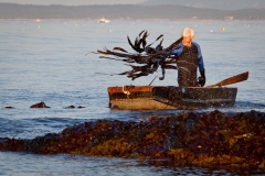 Harvesting Digitata