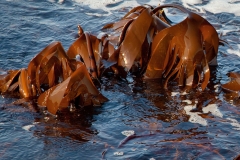 Digitata Kelp at Low Tide