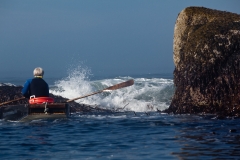 Digitata Surf