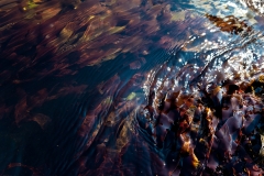 Dulse in the Flow