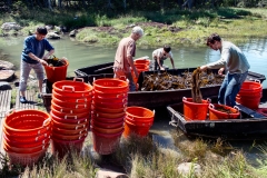 Busheling Up a Container Boat of Digitata